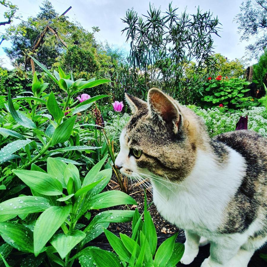 Гостьовий будинок Casa Do Fundo - Sustainable & Ecotourism Сейя Екстер'єр фото